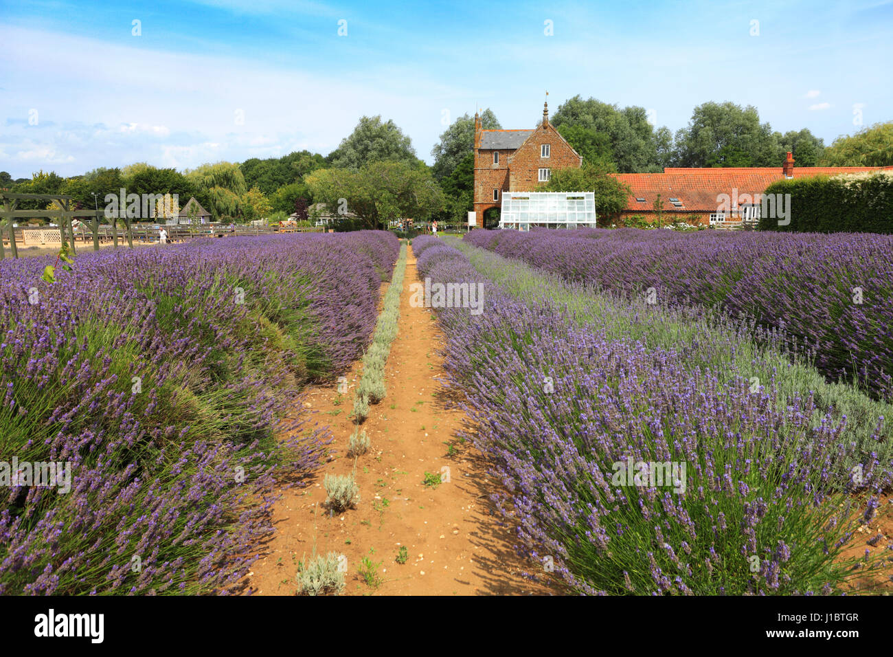 Felder der Lavendel wächst im Zentrum Norfolk Lavender, Heacham Dorf North Norfolk, England Stockfoto