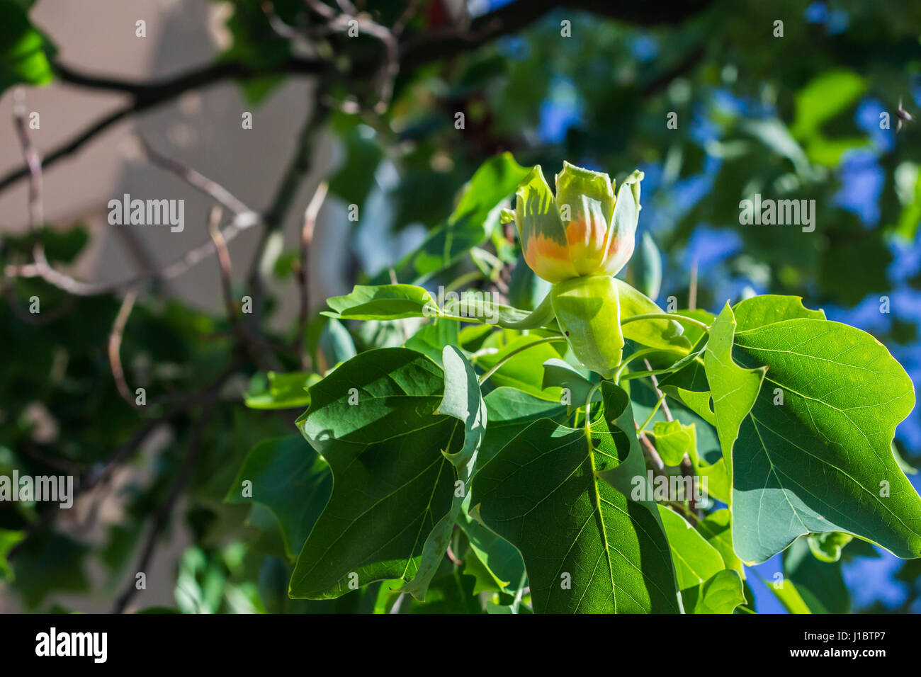 Amerikanischer Tulpenbaum Stockfoto