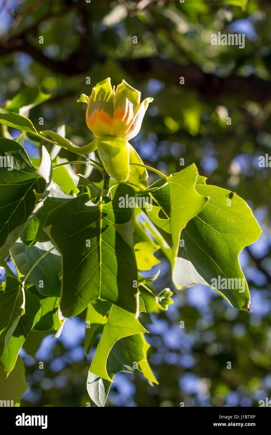 Amerikanischer Tulpenbaum Stockfoto