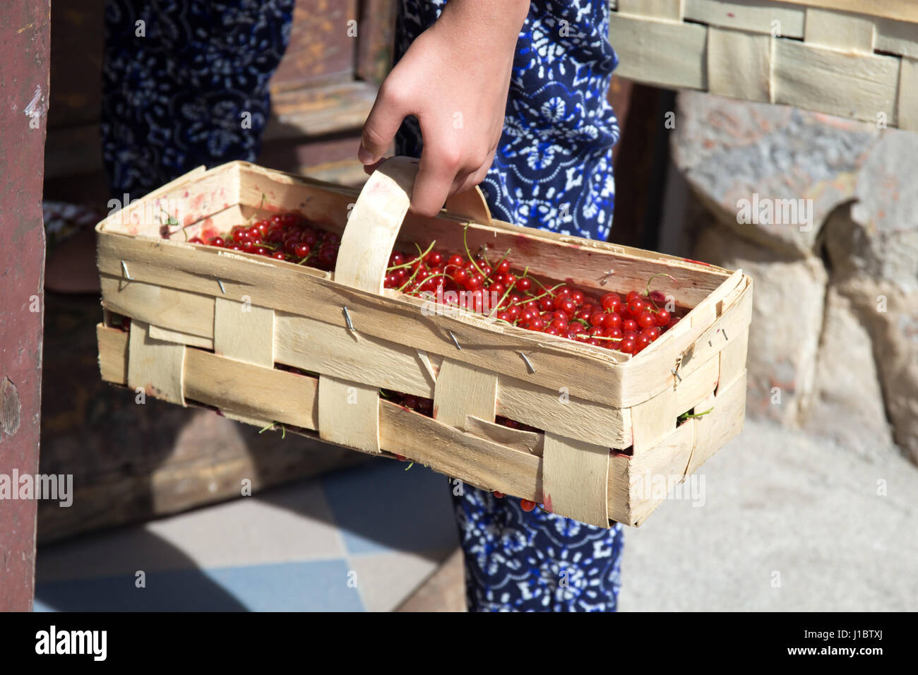 Eine junge Frau trägt eine frisch geschnittene rote Johannisbeere im Korb Stockfoto