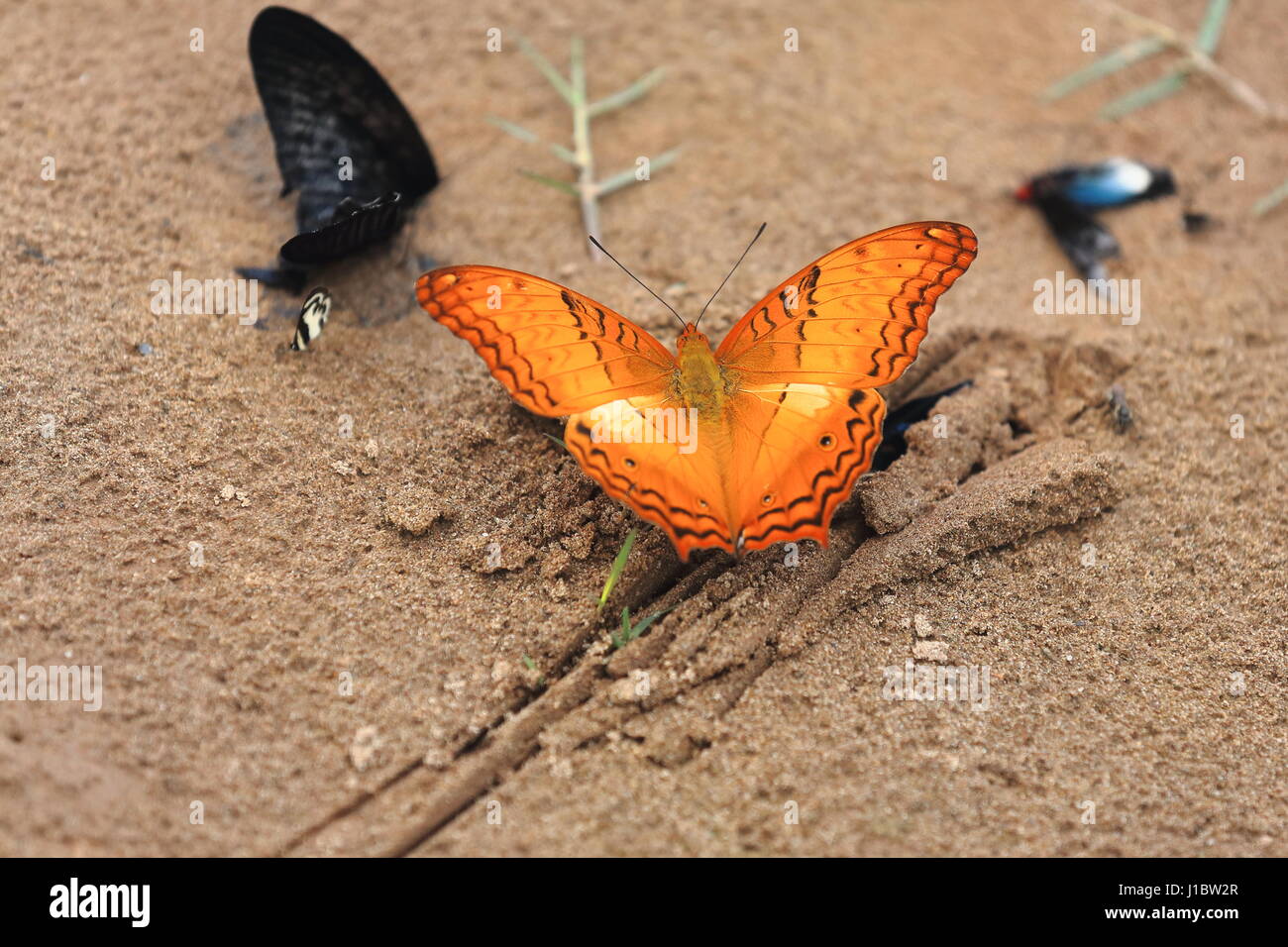 Vindula Erota-Common Cruiser Schmetterling auf dem Sand von der Osten-linken Ufer der Nam Ou-Reisschüssel. SOP Chem Dorf Lu Hill Tribe bekannt f Stockfoto