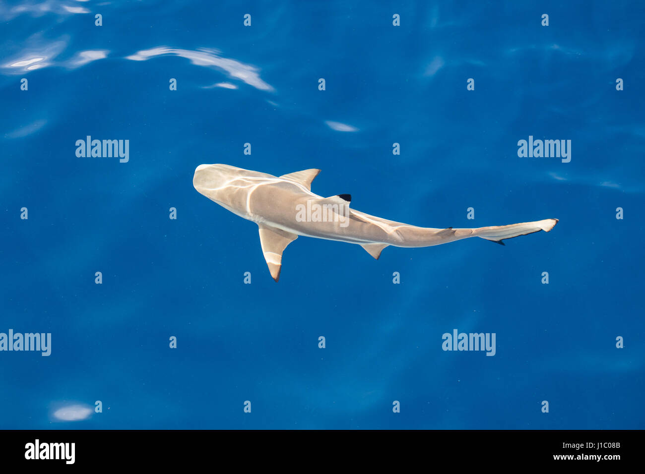 Ein Schwarzspitzen-Riffhai (Carcharhinus Melanopterus) schwimmt im sonnendurchfluteten, seichten Wasser in der Republik Palau. Dieses Gebiet ist bekannt für seine viele Haie. Stockfoto
