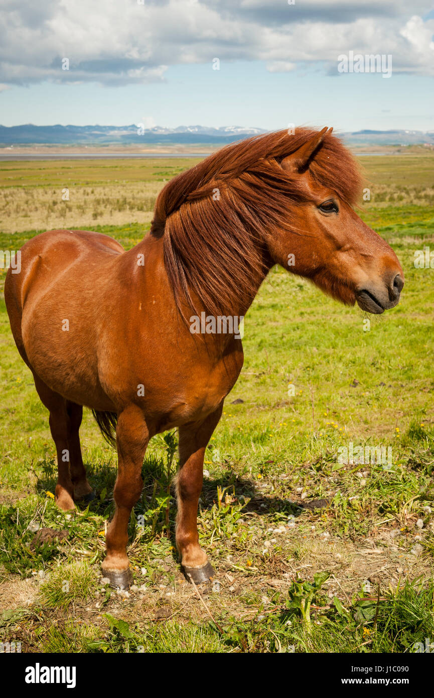 Portrait, close-up eines braunen isländischen Pferdes Equus Ferus Caballus, schaut in die Kamera, Island. Stockfoto