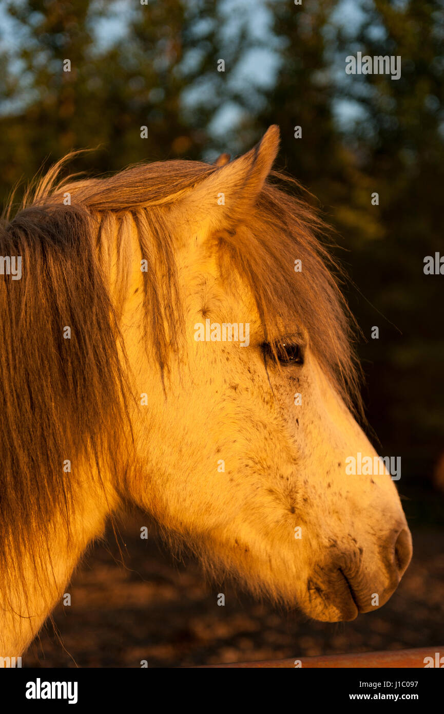 Headshot, close-up eines weißen isländischen Pferdes Equus Ferus Caballus, bei Sonnenaufgang, Island in die Kamera schaut. Stockfoto