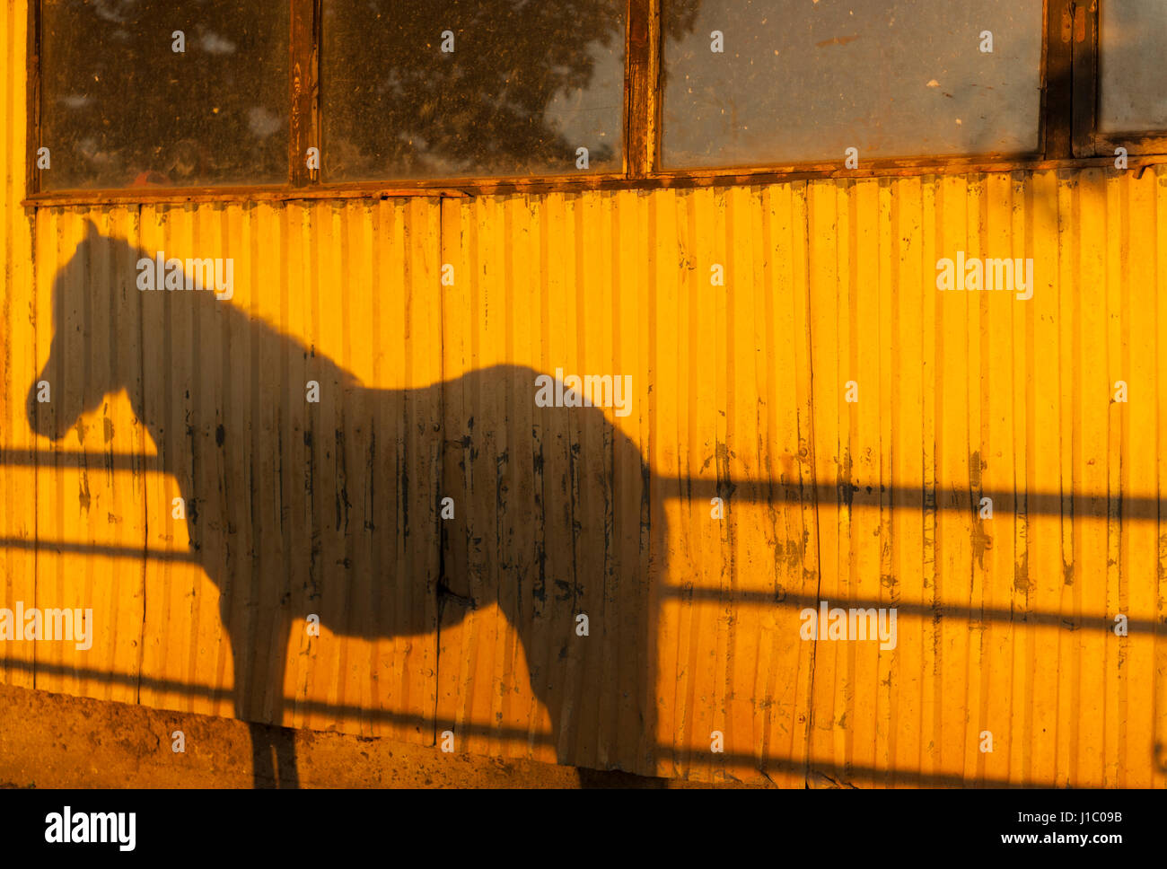 Schatten, Profil, einem isländischen Pferdes im Stall, Paddock, Equus Ferus Caballus, Island. Stockfoto
