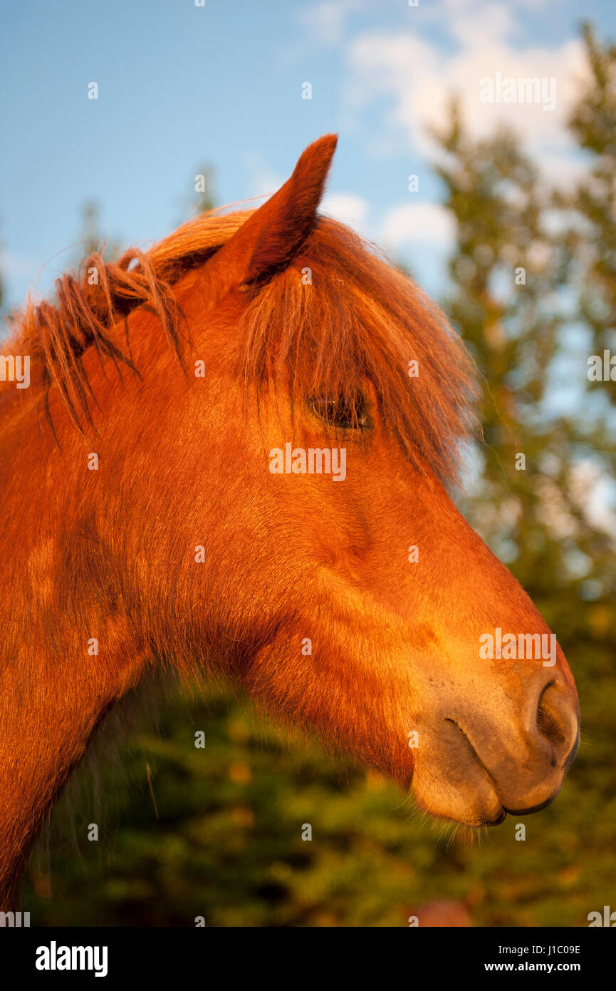 Headshot, close-up eines braunen isländischen Pferdes Equus Ferus Caballus, schaut in die Kamera, Island. Stockfoto