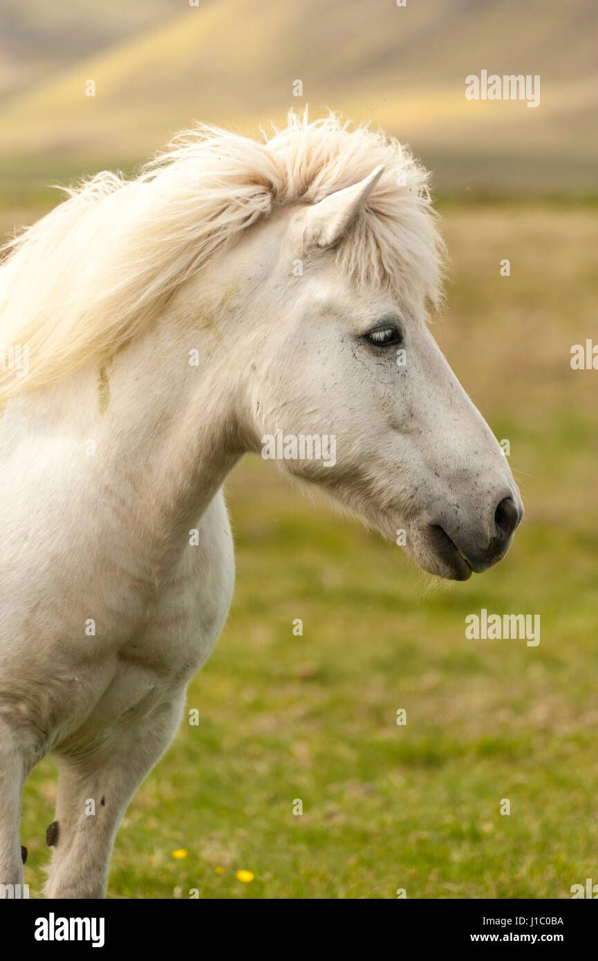 Headshot, close-up eines weißen isländischen Pferdes Equus Ferus Caballus, schaut in die Kamera, Island. Stockfoto