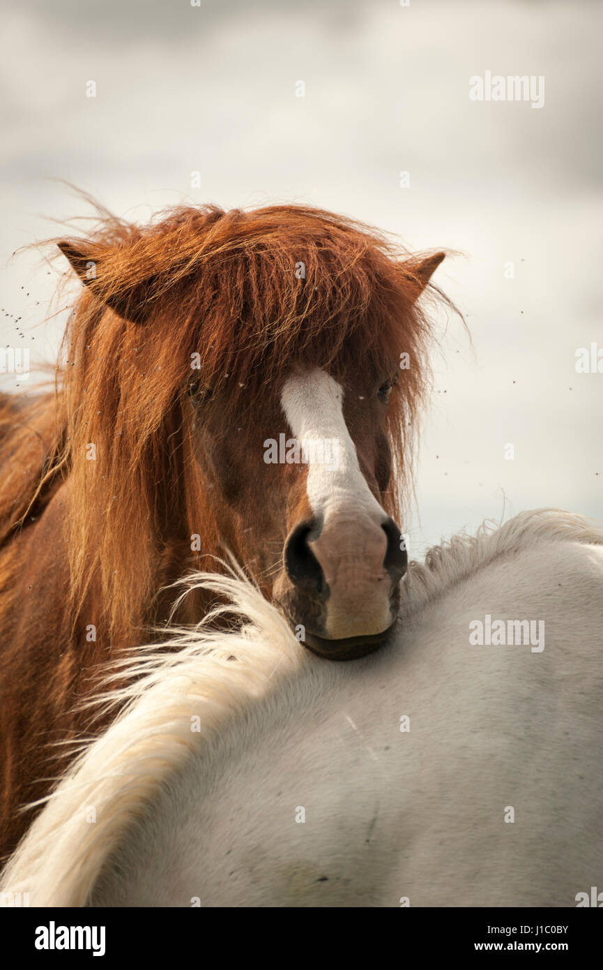 Weiße und Braune isländische Pferde, Equus ferus caballus, Blick in die Kamera, Island. Stockfoto