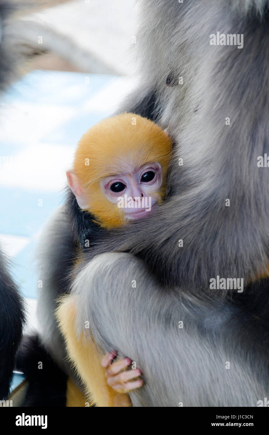 Altrosa Blatt Affen in der Umarmung der Mutter, junge Affen mit den gelben Haaren wie eine goldene mit der Mutter in den Berg Thialand Stockfoto