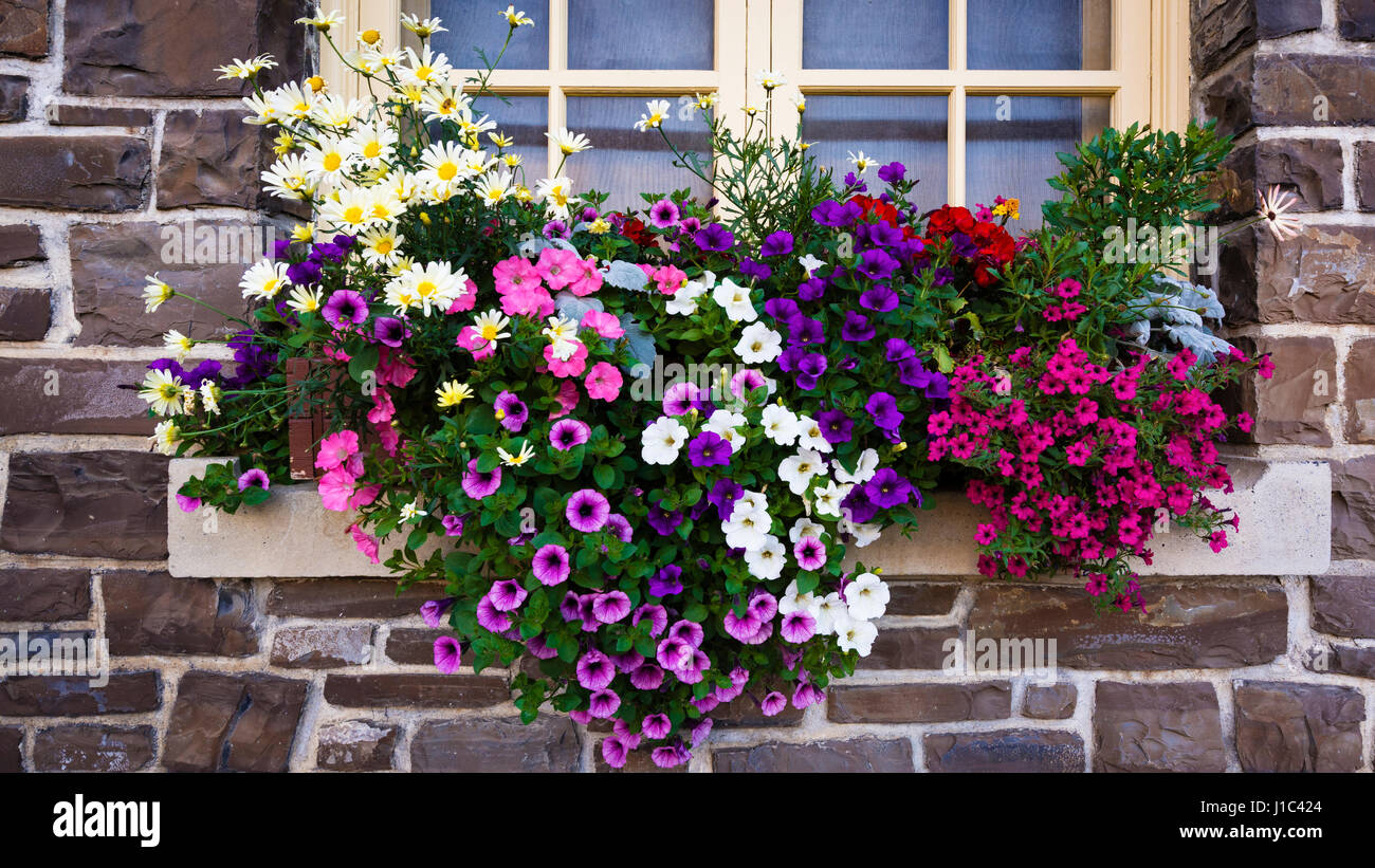 Blumen am Schwefelberg Hot Springs, Banff National Park, Alberta, Kanada Stockfoto