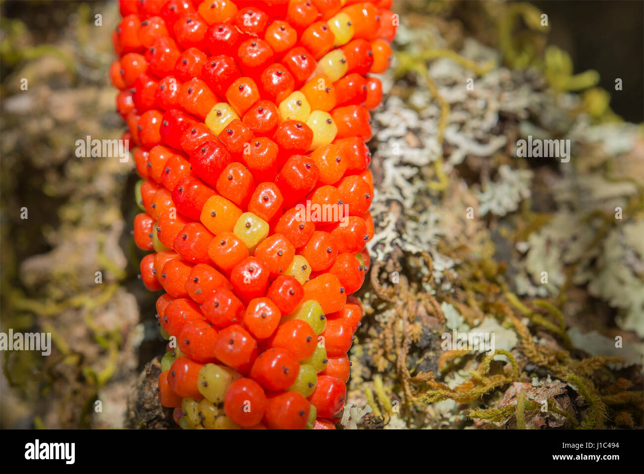 Konjac-Samen Stockfoto