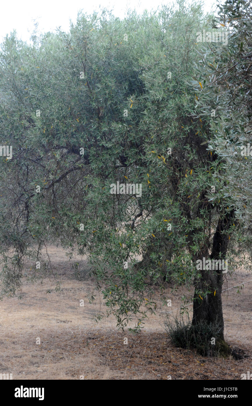 Olivenbäume Olivenbaum. Stockfoto