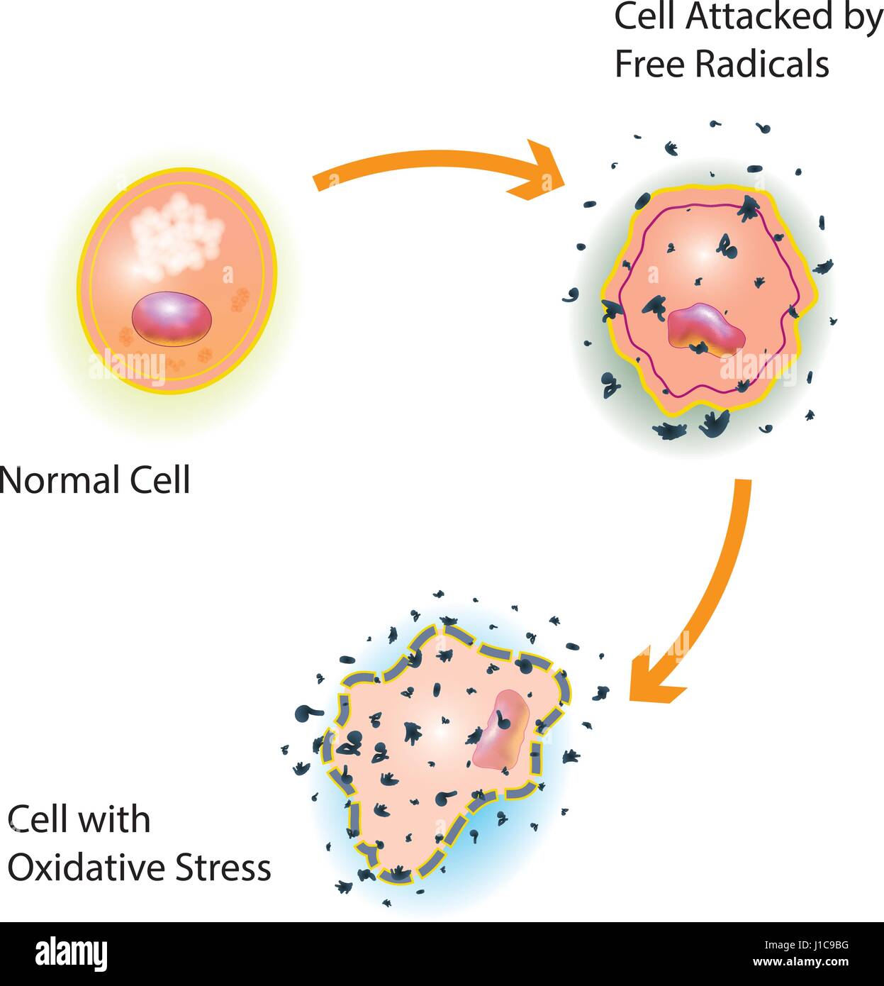 Von einer gesunden Zelle durch einen Angriff von freien Radikalen verursacht oxidativen stress Stock Vektor