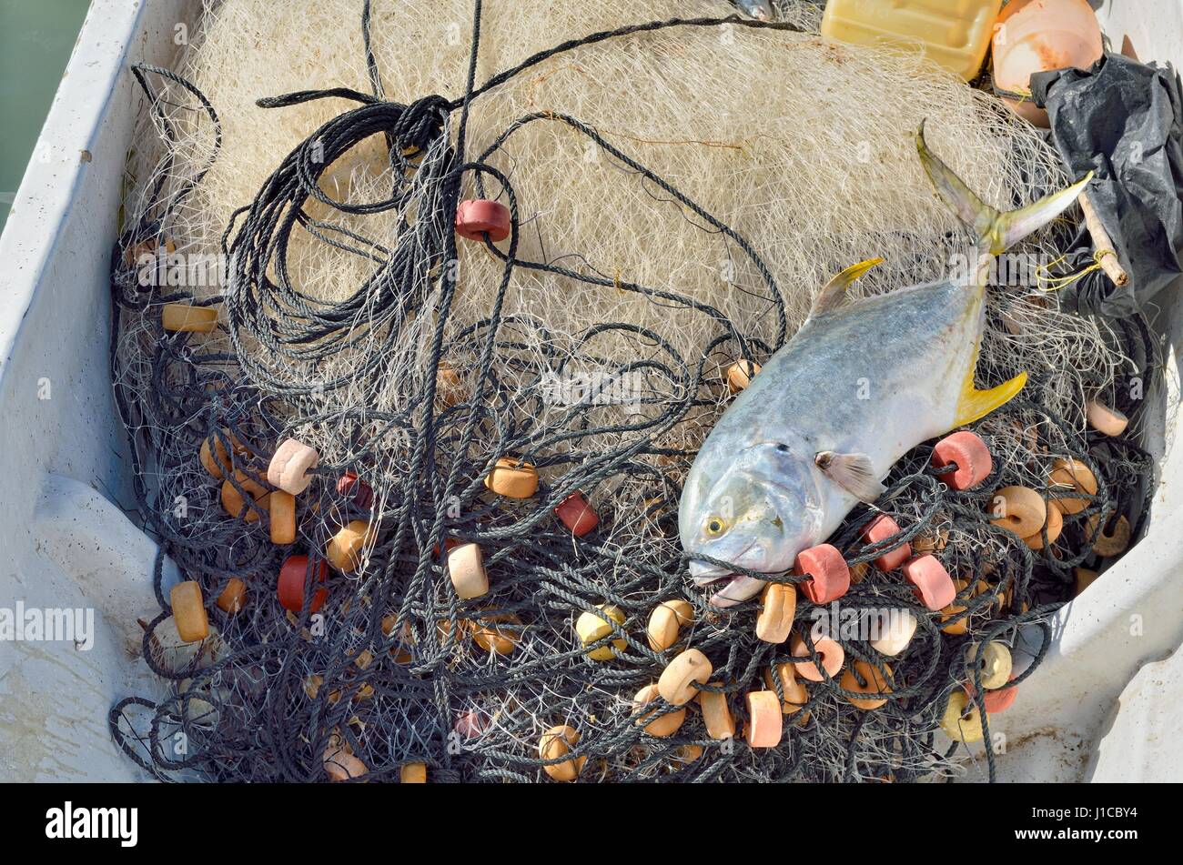 Gelbflossenthun (Thunnus Albacares) liegen auf Fischernetz im Boot, El Cujo, Yukatan, Mexiko Stockfoto