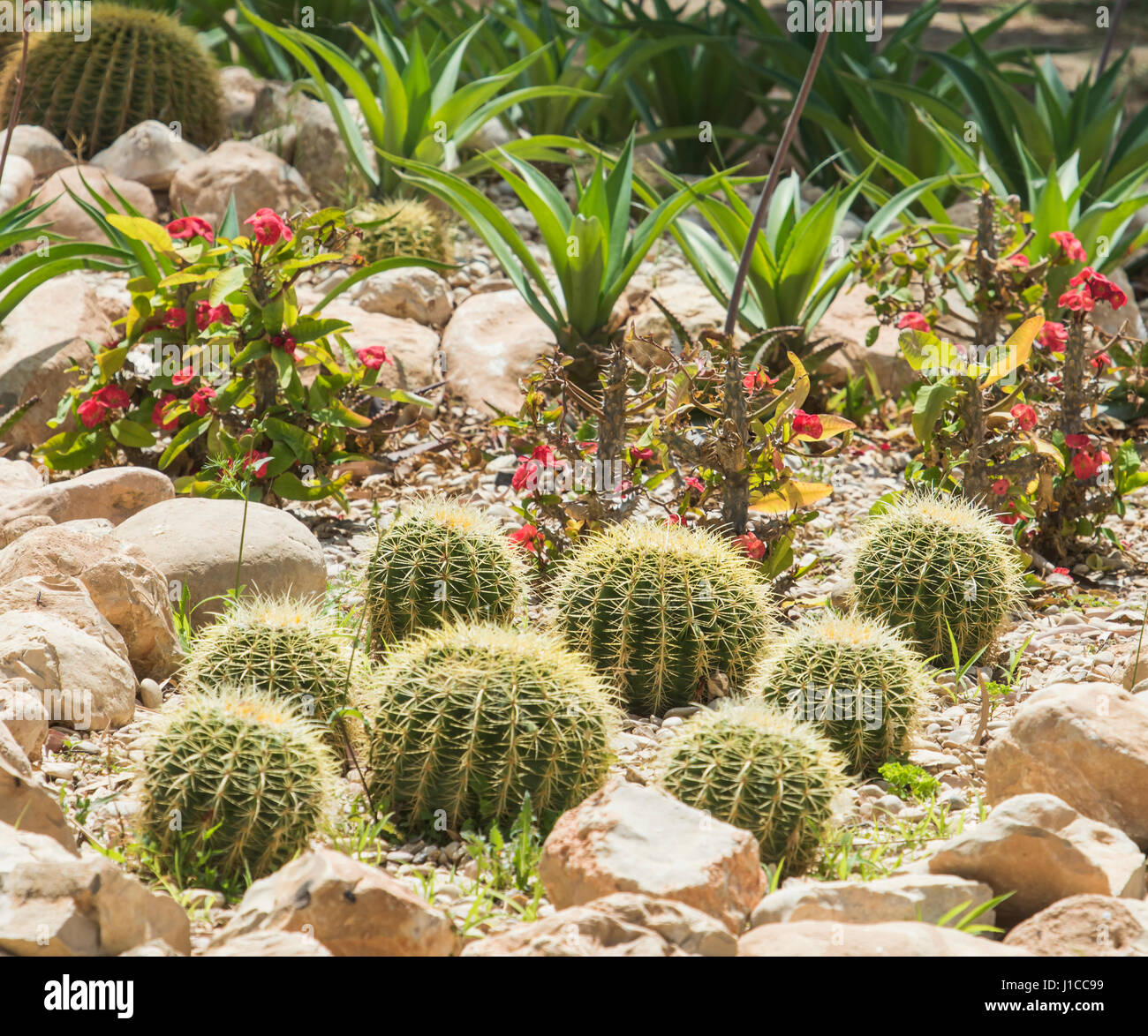 Barrel Kaktus Pflanzen echinocactus in einem dekorativen trockenen Wüste Garten Stockfoto