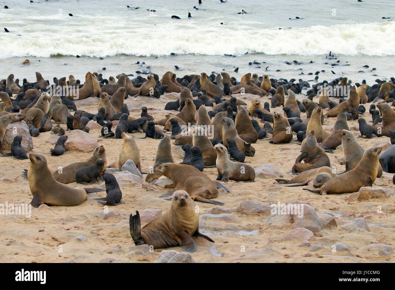 Braune Seebär Arctocephalus percivali am Cape Cross seal Kolonie Namibia Stockfoto