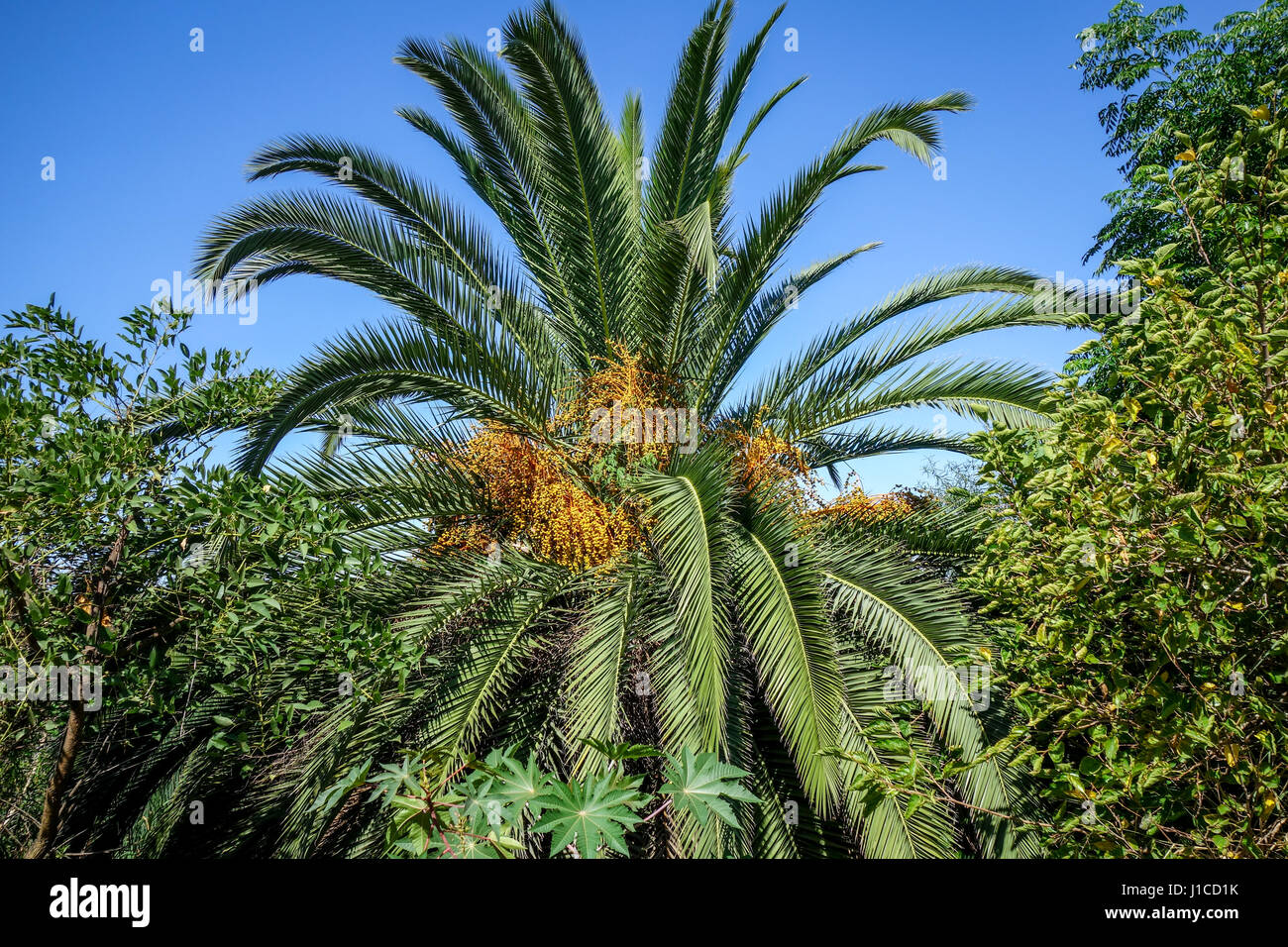 Palme in einem tropischen Wald. Exotische Landschaft Hintergrund Stockfoto
