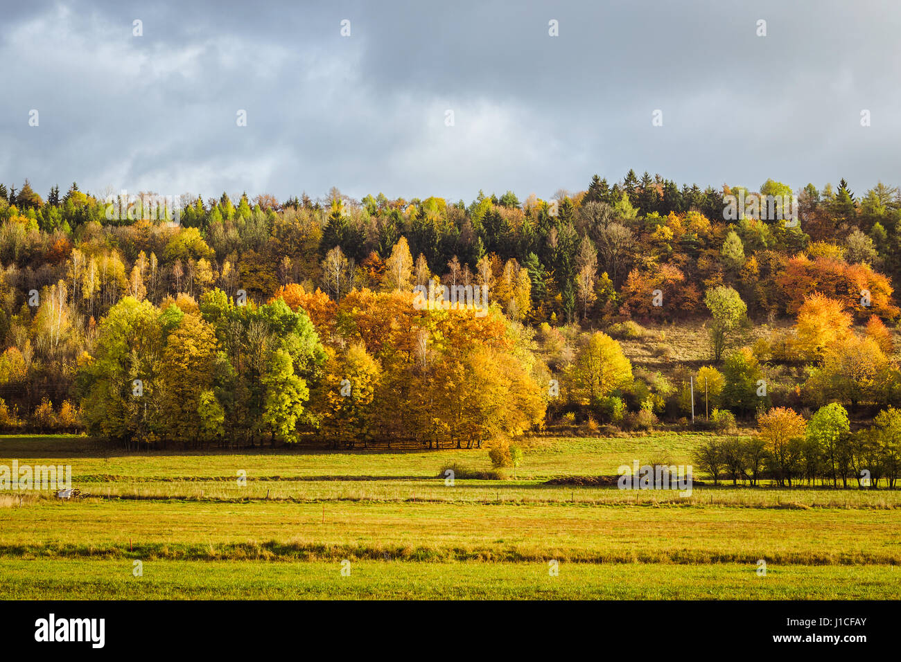 Beautifuf Wald im Herbst Sonnenlicht. Hill macht Schichten der Bäume ausgesetzt Betrachter in ihrer bunten Pracht. Explodierende gelb, Gold und grün. Stockfoto