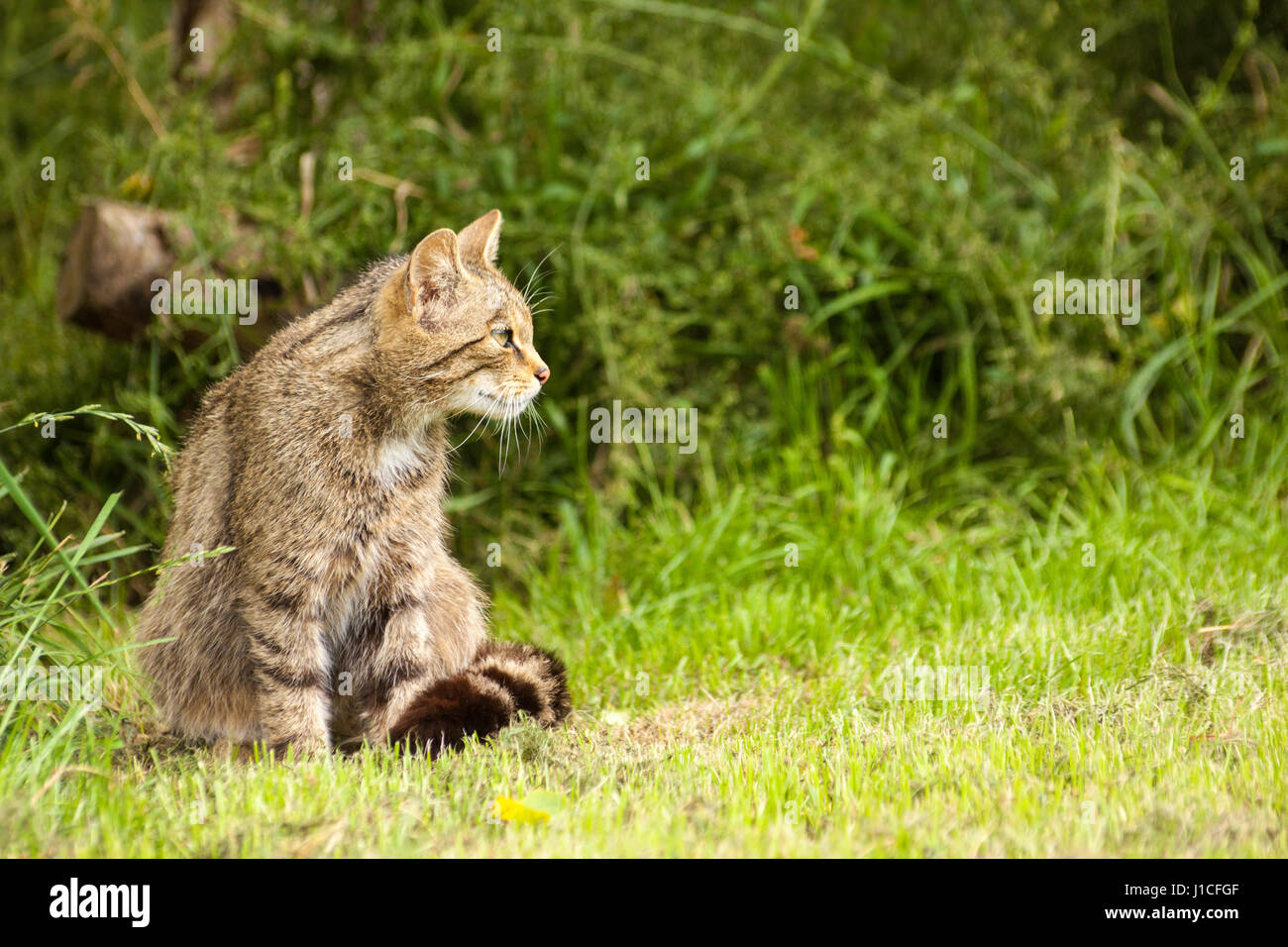 Schottische Wildkatze (Felis Silvestris Grampia) im britischen Wildlife Centre, Surrey, England Stockfoto