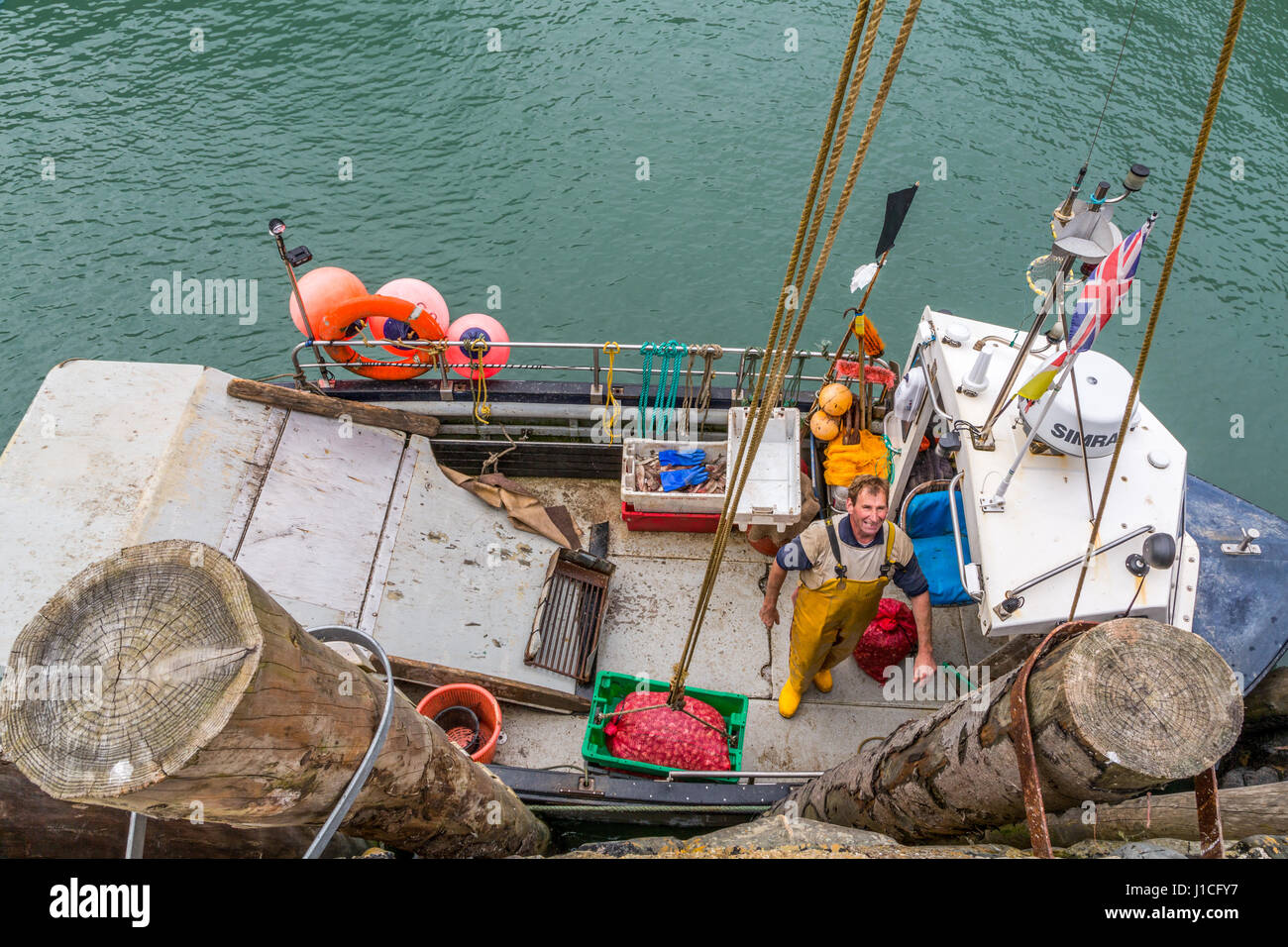 Clovelly, Devon, England. Professionelle Fischer entladen Wellhornschnecken den Fang des Tages im geschützten Hafen von diesem malerischen Dorf im Vereinigten Königreich Stockfoto