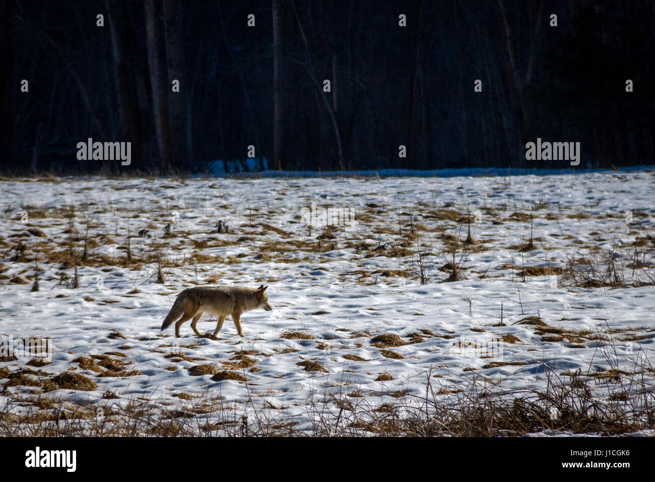 Coyote in ein Schneefeld - Yosemite-Nationalpark, Kalifornien, USA Stockfoto