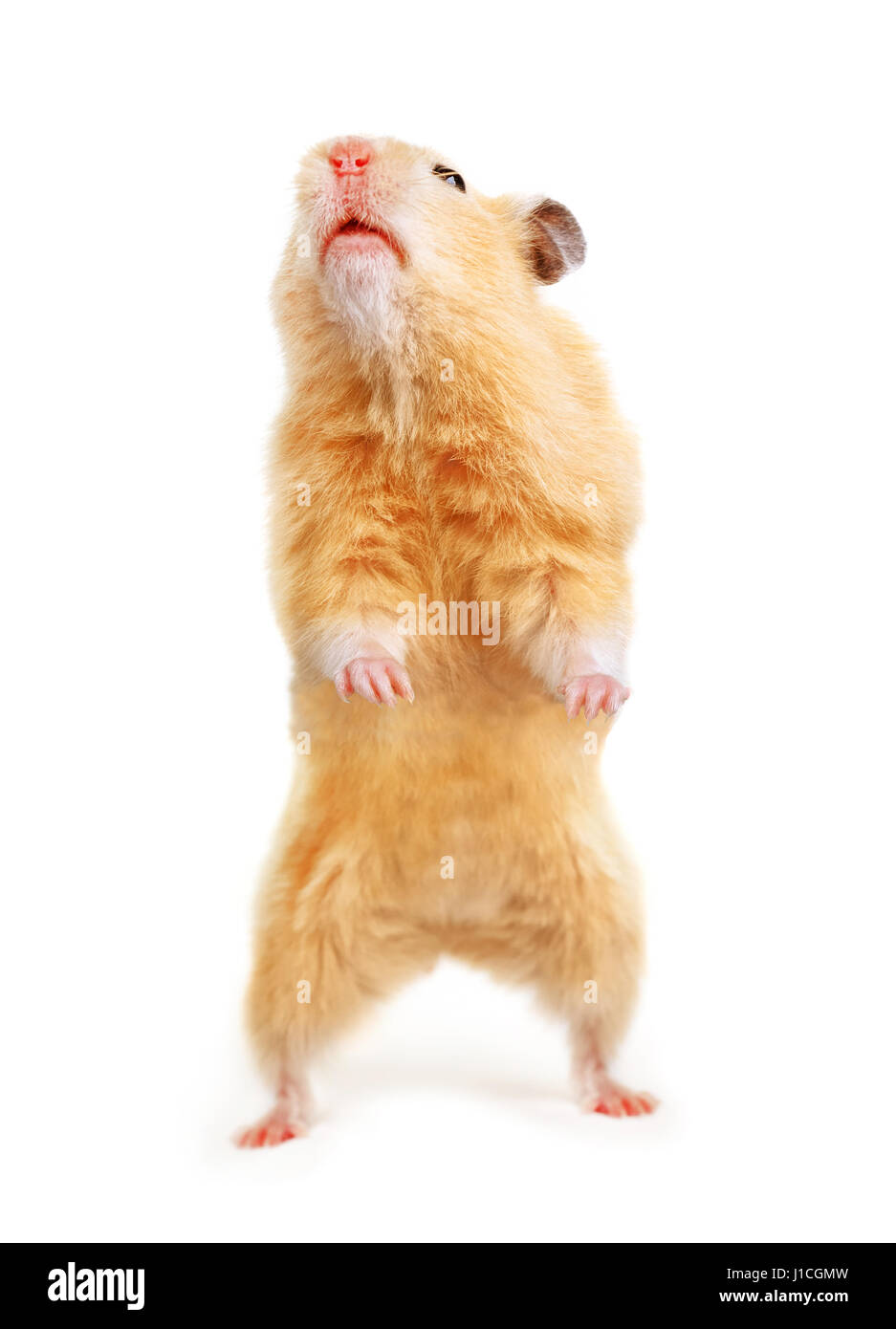 Hamster auf dem weißen isoliert Stockfoto