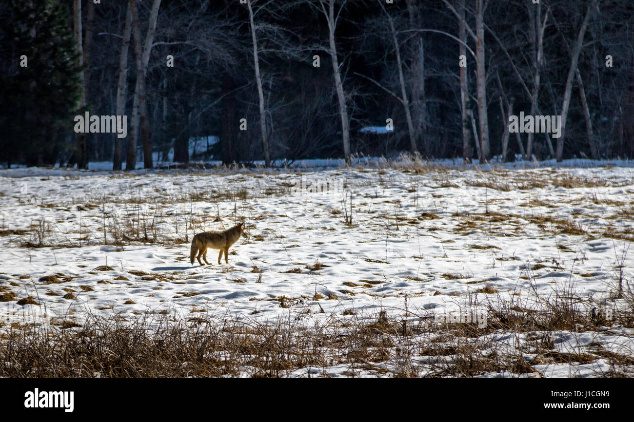 Coyote in ein Schneefeld - Yosemite-Nationalpark, Kalifornien, USA Stockfoto