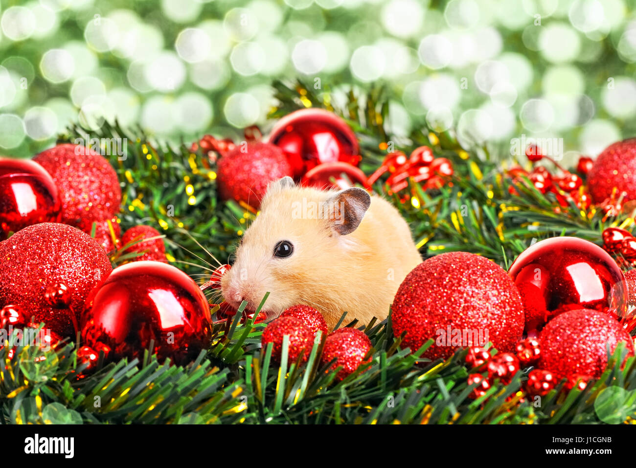 Lustige kleine Hamster im Zweig der fir Stockfoto