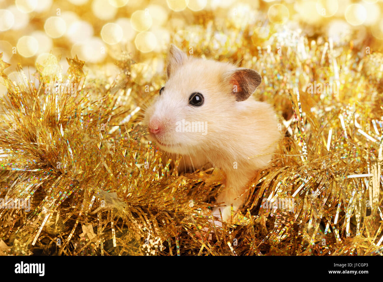 Kleinen Hamster in der goldenen Lametta Stockfoto