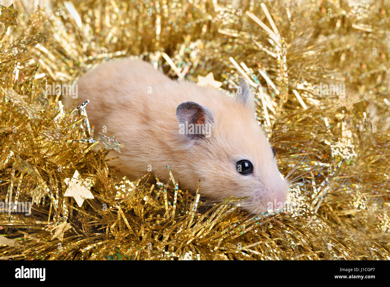 Kleinen Hamster in der goldenen Lametta Stockfoto