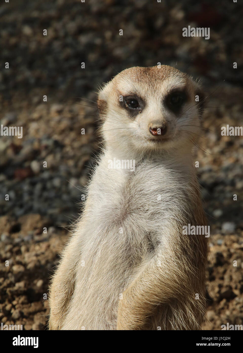 Erdmännchen oder Suricate (Suricata Suricatta) im Zoo von Cincinnati Gesicht Nahaufnahme Stockfoto