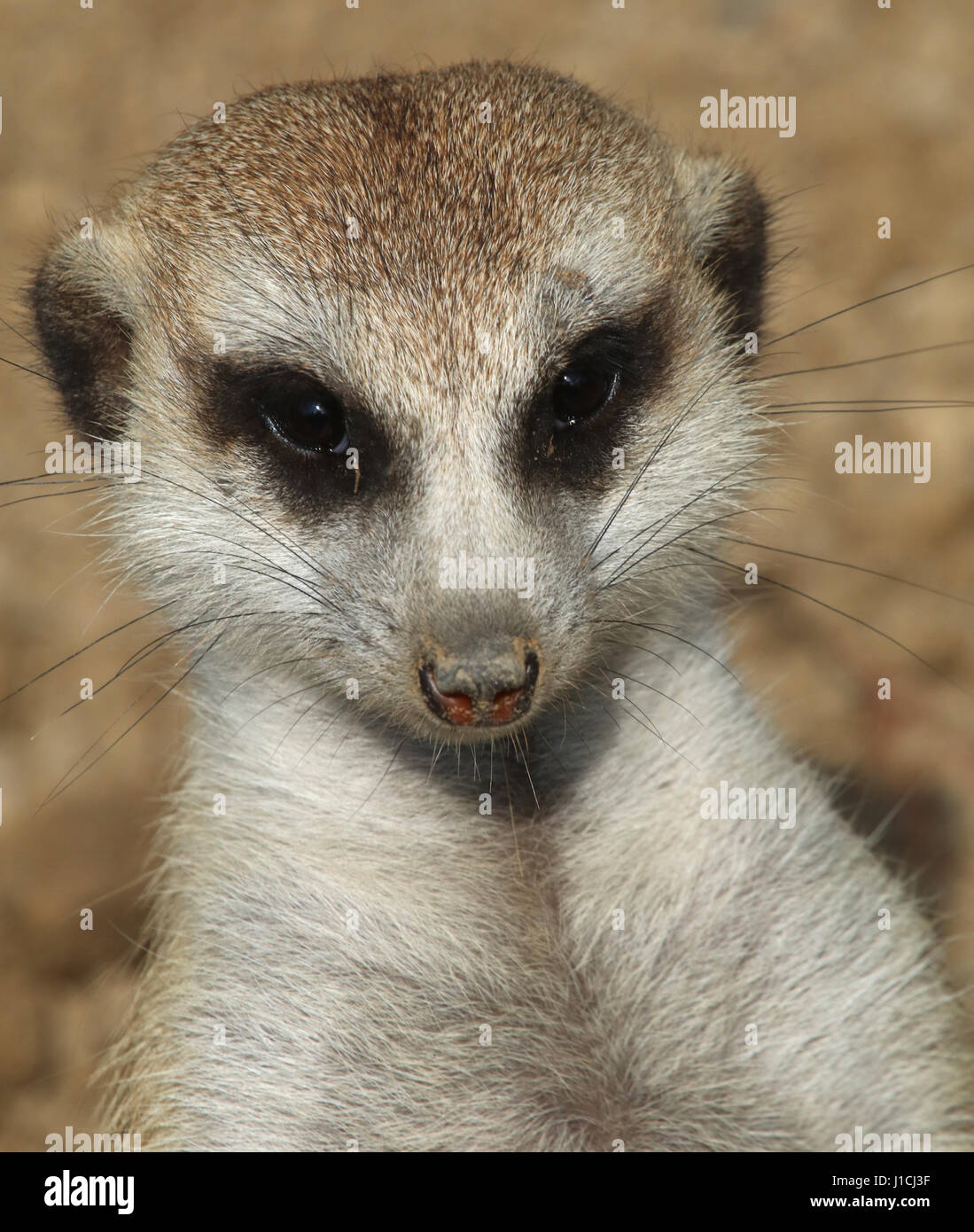Erdmännchen oder Suricate (Suricata Suricatta) im Zoo von Cincinnati Gesicht Nahaufnahme Stockfoto
