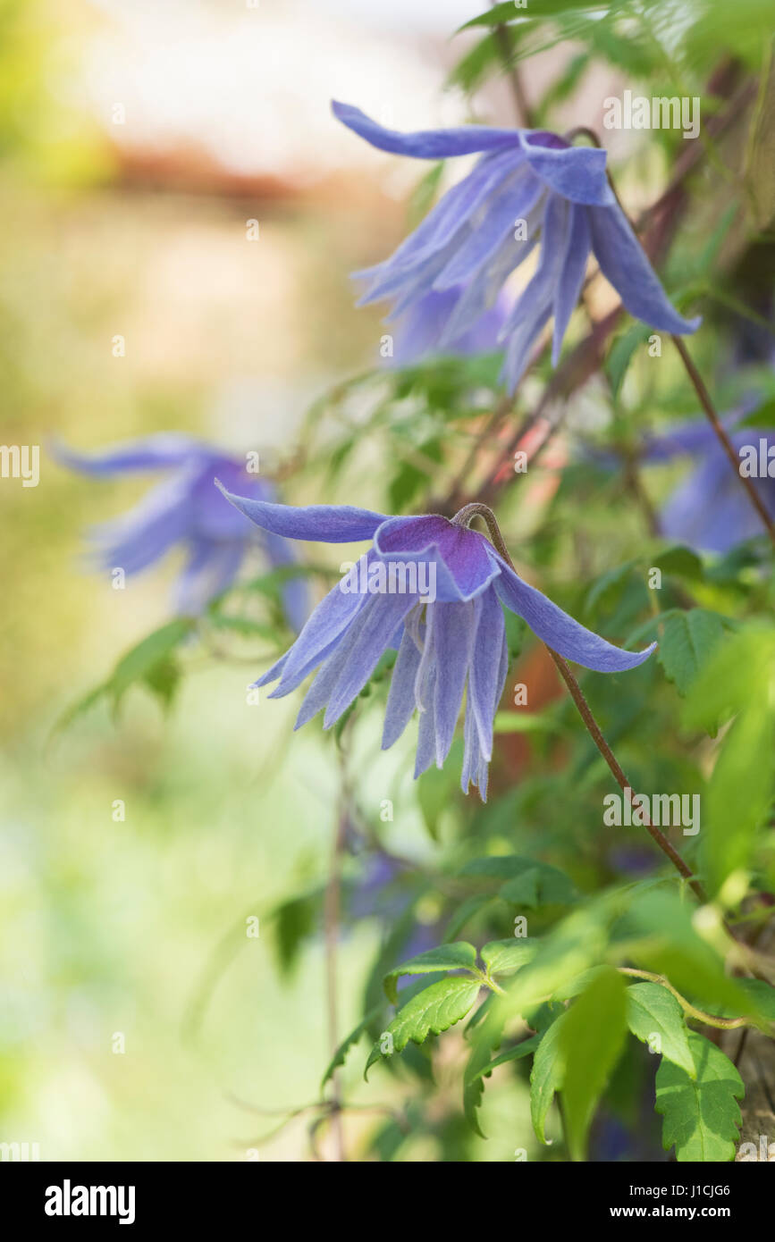 Clematis Macropetala 'Lagune' Blume. Clematis Alpina Blue Lagoon Stockfoto