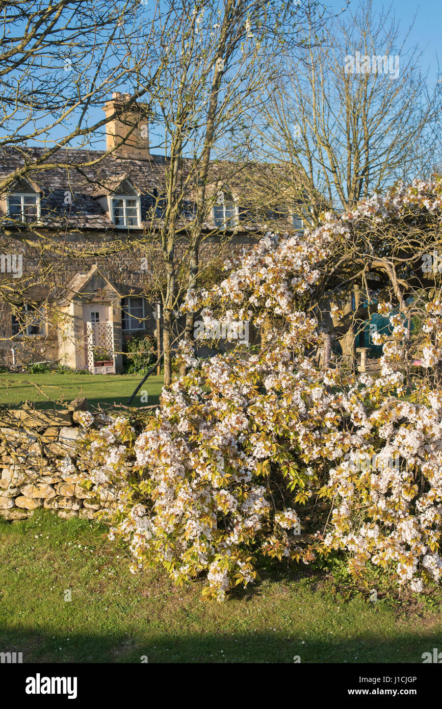 Am Abend Sonnenlicht auf Birne Baum Blüte in Taddington, Cotswolds, Gloucestershire, England Stockfoto