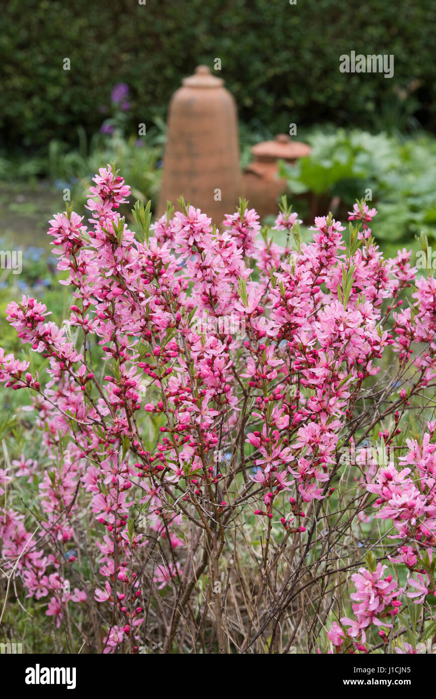 Prunus Tenella 'Fire Hill'. Zwerg russischen Mandel 'Fire Hill' Blüte im Frühjahr Stockfoto