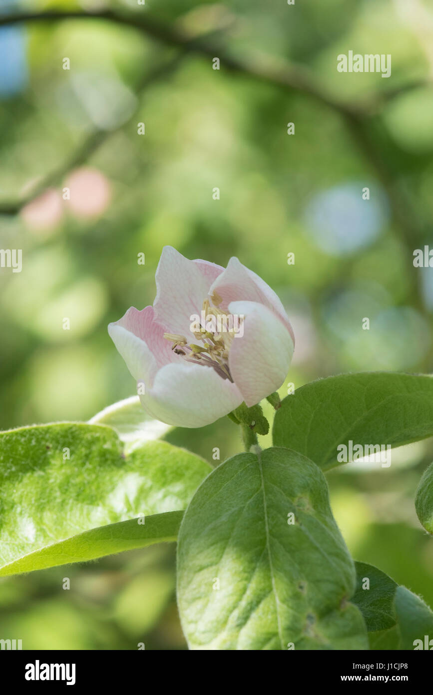 Cydonia Oblonga. Quitte 'Meechs Prolific' Baum Blüte im Frühjahr. UK Stockfoto