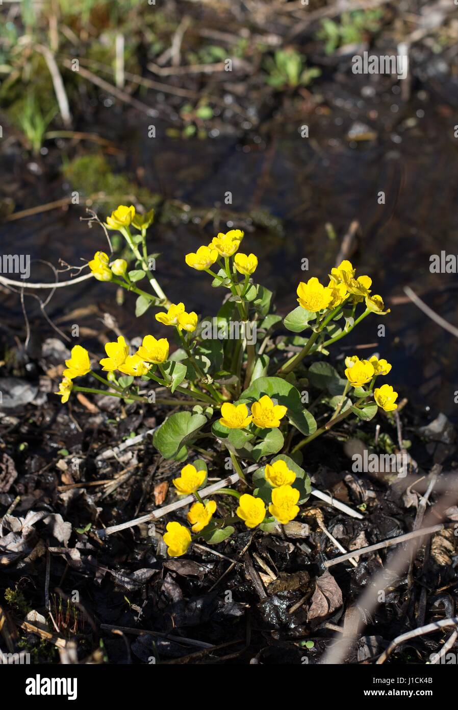 Marsh Marigold Wildblumen, wächst in einem Sumpf in Minnesota, USA. Stockfoto