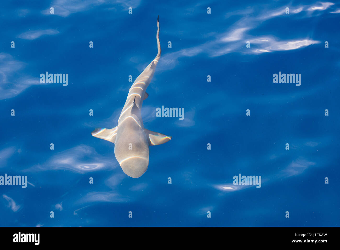 Ein Schwarzspitzen-Riffhai (Carcharhinus Melanopterus) schwimmt im sonnendurchfluteten, seichten Wasser in der Republik Palau. Dieses Gebiet ist bekannt für seine viele Haie. Stockfoto