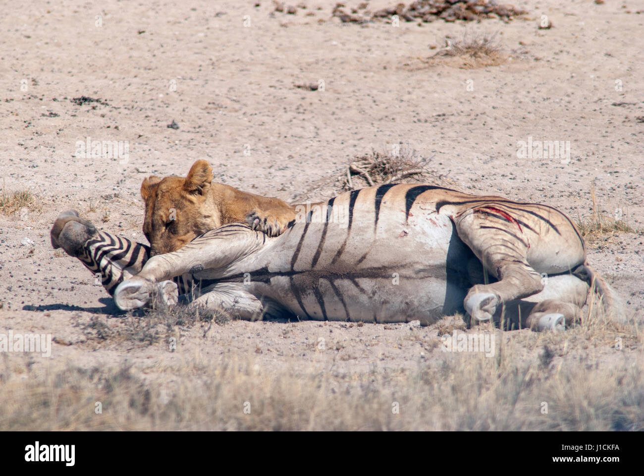 Löwin (Panthera leo) tötet Zebra am Wasserloch Salvadora, Etosha National Park, Namibia Stockfoto