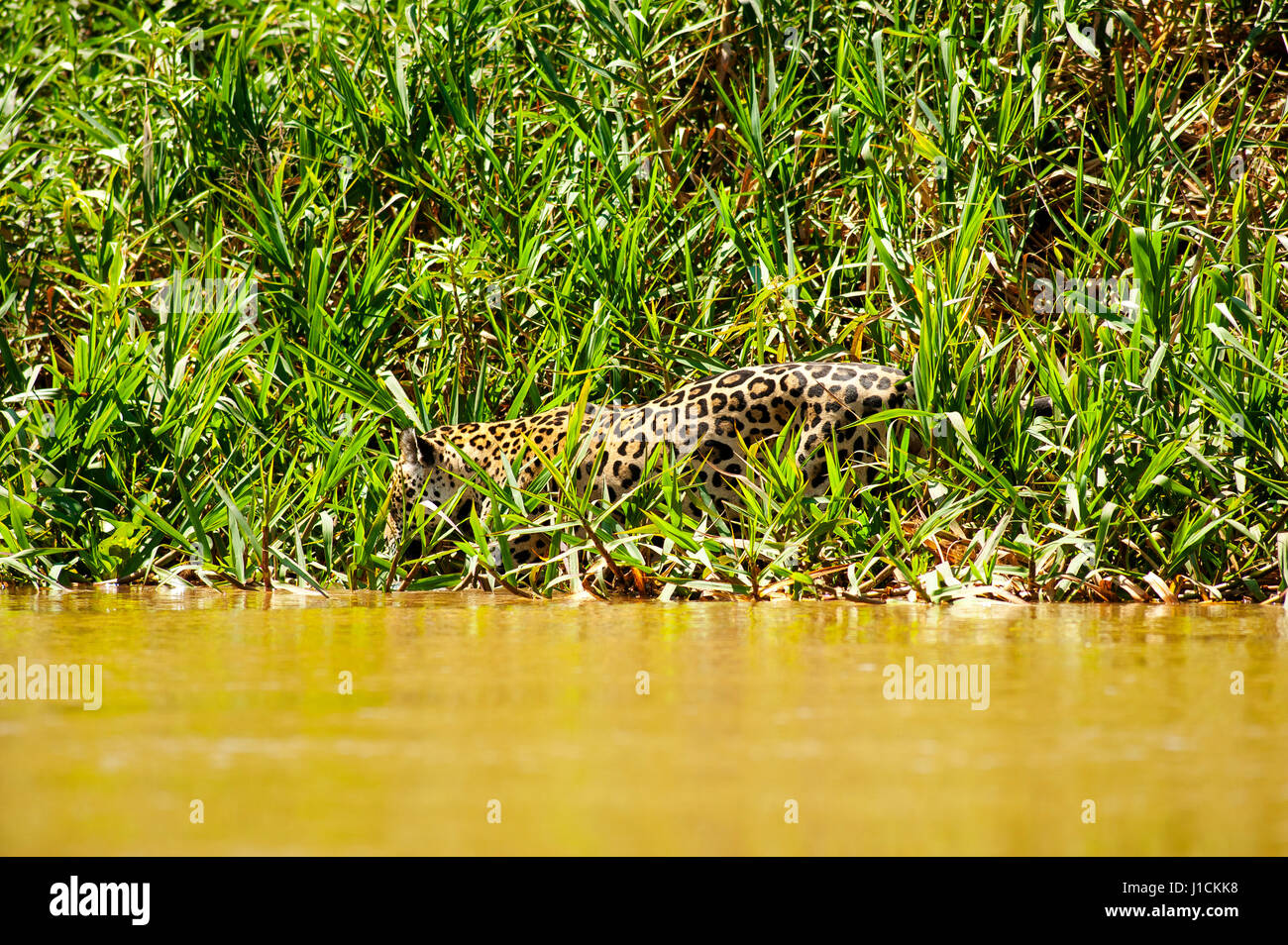 Jaguar-Jagd-Alligator am Três Irmãos River. Dies ist der größte Fleischfresser in Südamerika, Pantanal von Mato Grosso, Brasilien Stockfoto