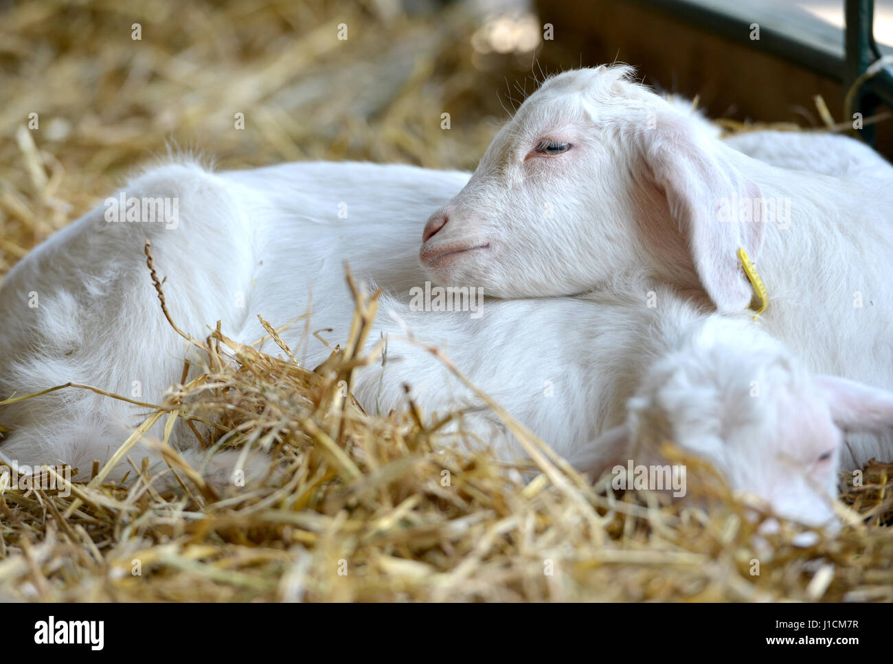 Baby Ziegen nahe beieinander schlafen Stockfoto