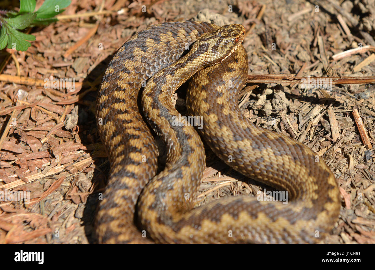 Europäische Addierer oder Viper, Sonnenbaden Stockfoto