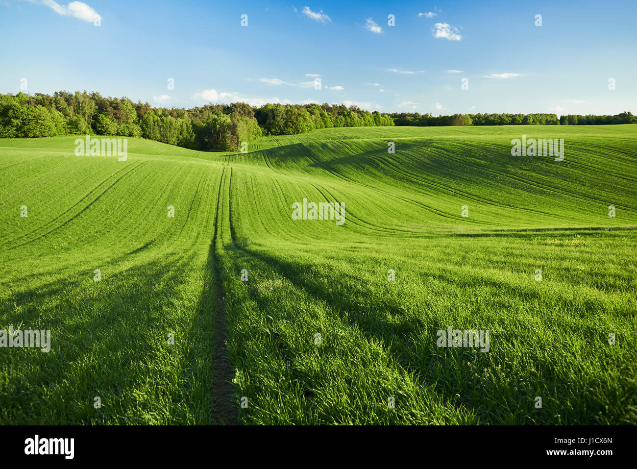Ökologisches Grünfeld von Jungweizen am Waldrand am Abend Stockfoto