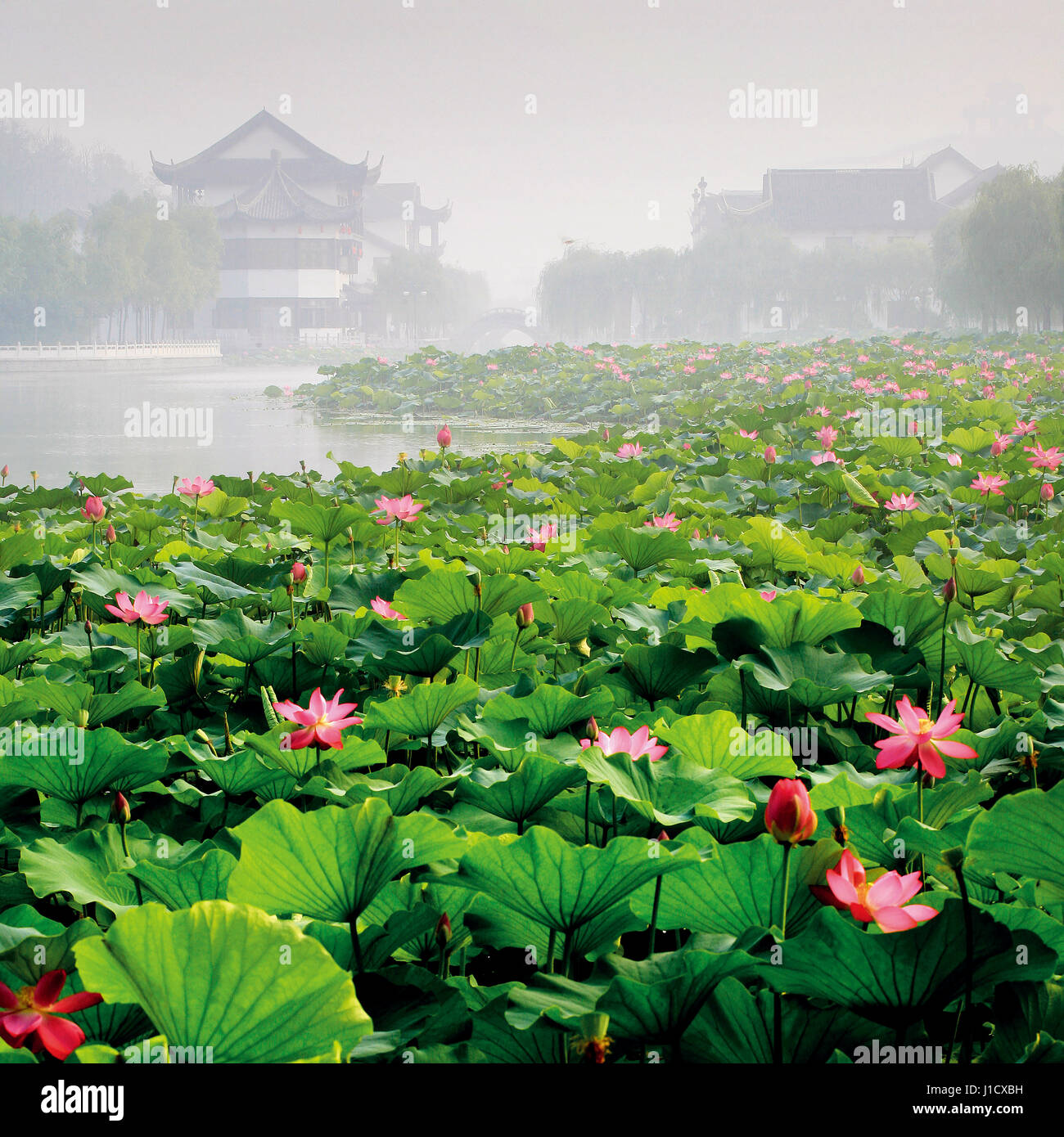 Lotus garten Fotos und Bildmaterial in hoher Auflösung Alamy