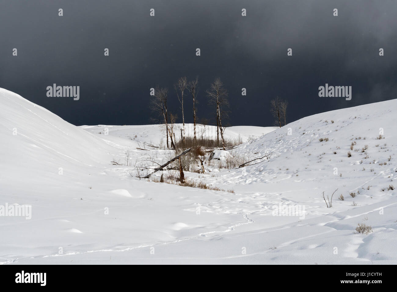 Yellowstone-Nationalpark, Lamar Valley, während ein Blizzard, Schneesturm, dunklen Himmel, starke Winde, die Strahlen Schnee von den Hügeln, Wyoming, USA. Stockfoto