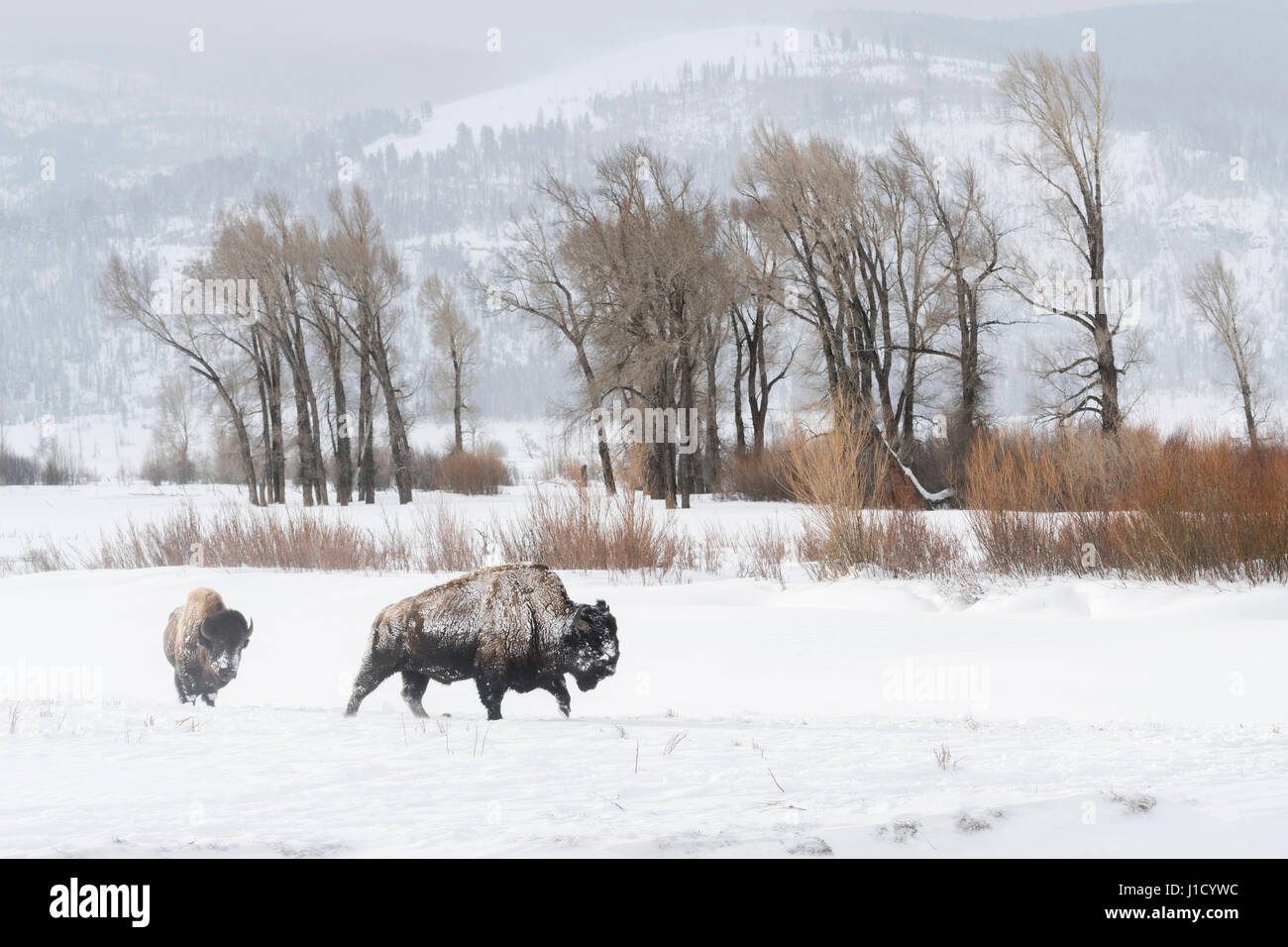 Amerikanischer Bison / Amerikanische Bisons (Bison Bison) in typischer Umgebung, zu Fuß durch den Schnee, Lamar Valley, Yellowstone, Wyoming, USA. Stockfoto