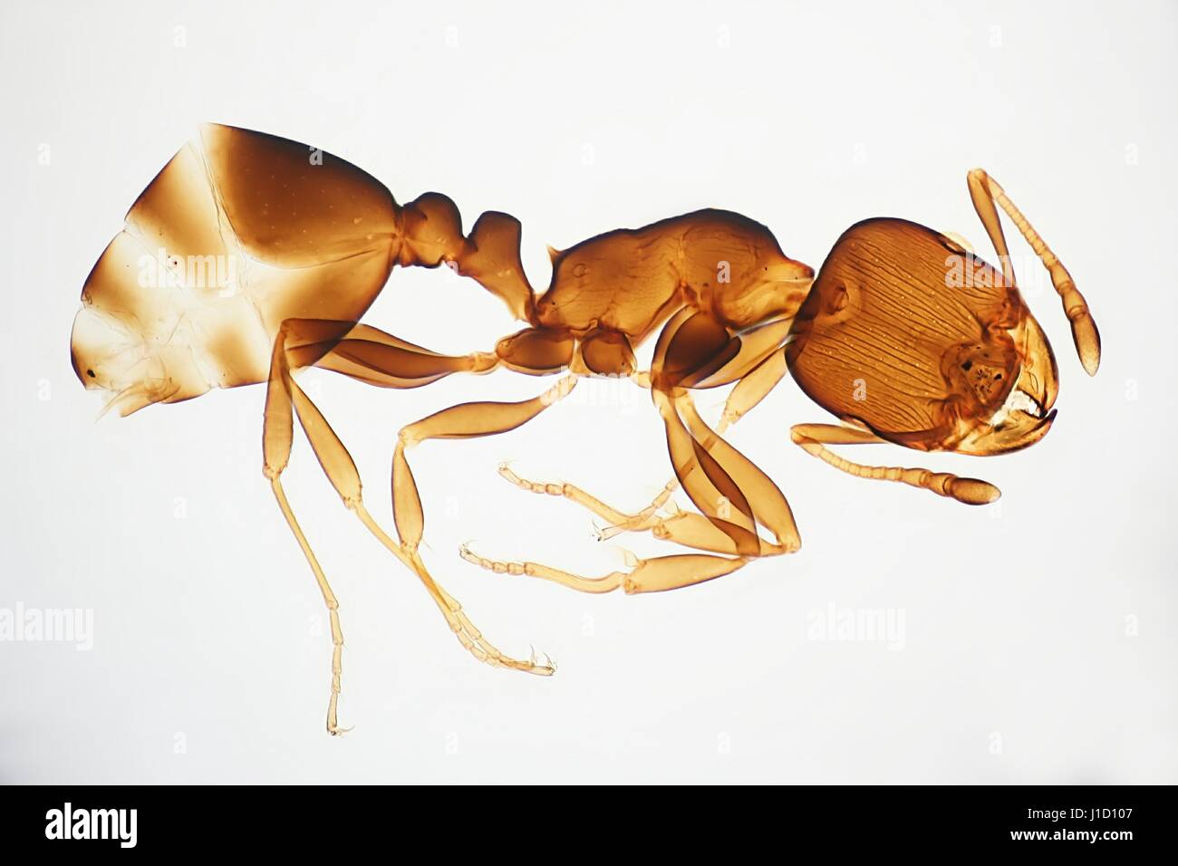 Exoskelett einer Ameise, mikroskopische Bild Stockfoto