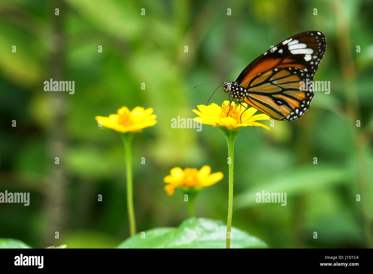 Der gestreifte Tiger (Danaus genotia) sitzt an einer gelben Pflanze. Der  Schmetterling hat seinen Namen wegen der Raupen, die gelbe und schwarze  Streifen haben, die einem Tiger ähneln. Die hellen Farben warnen