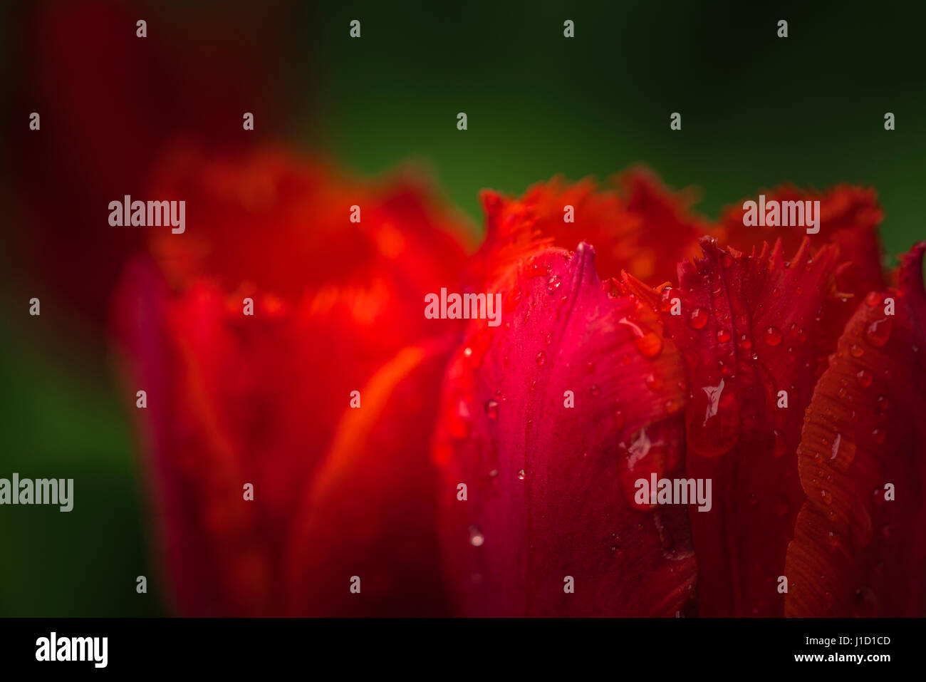 Download Wenn es recht ist HD Wenn Es Recht Ist