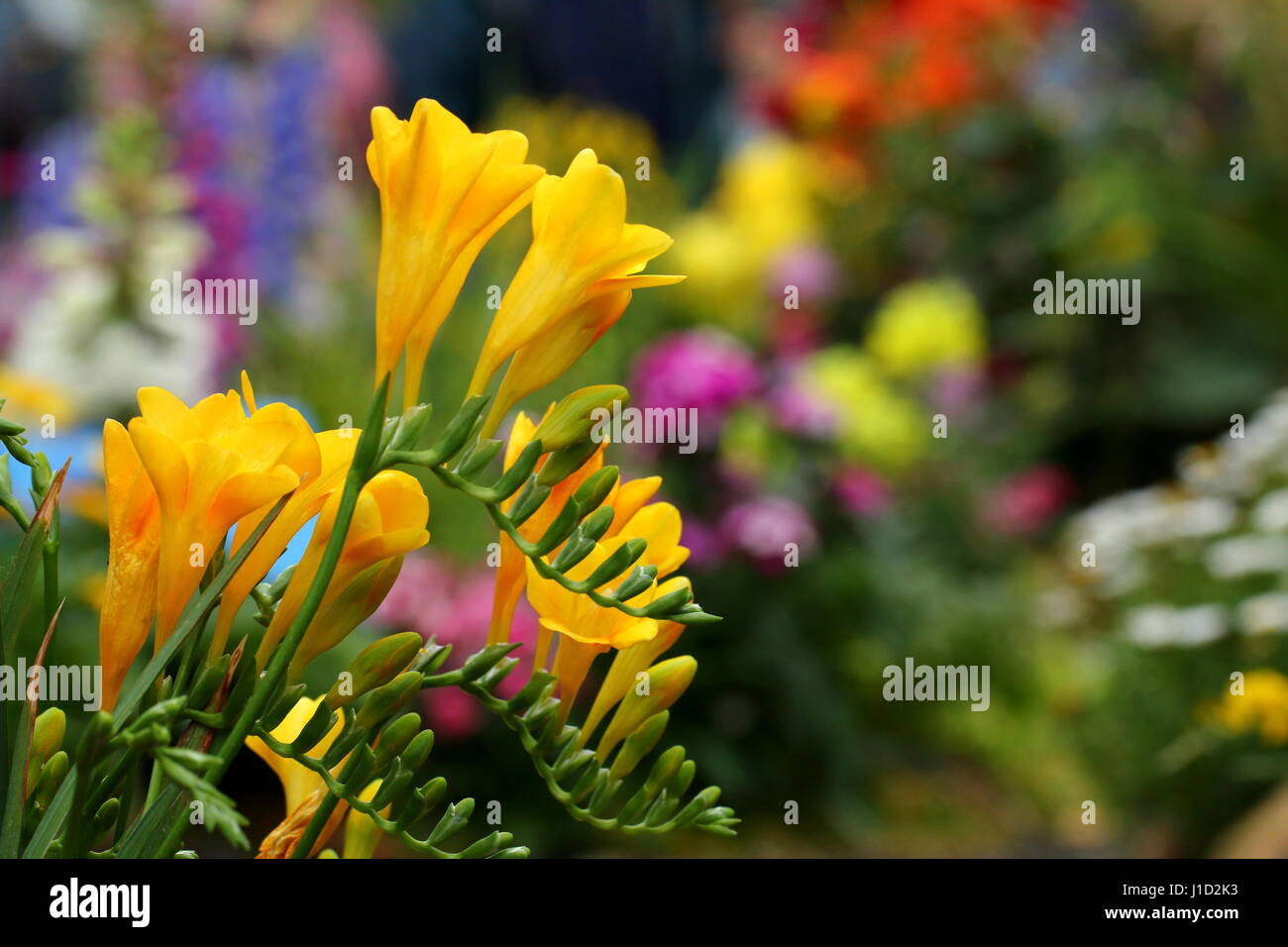 Gelbe Blumen in Hong Kong Stockfoto